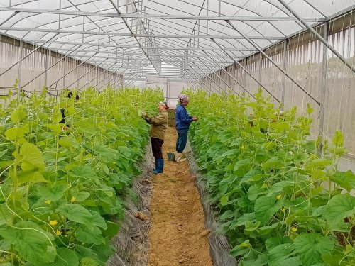 Mô hình nông nghiệp công nghệ cao HTX nông nghiệp sạch xã Hoằng Đạt  do anh Lê Văn Nam là chủ chủ mang lại hiệu quả kinh tế cao..jpg